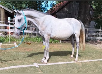Lipizzaner, Wallach, 3 Jahre, 149 cm, Schimmel