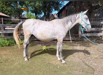 Lipizzaner, Wallach, 3 Jahre, 149 cm, Schimmel
