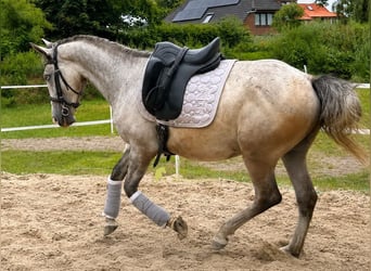 Lipizzaner, Wallach, 3 Jahre, 149 cm, Schimmel