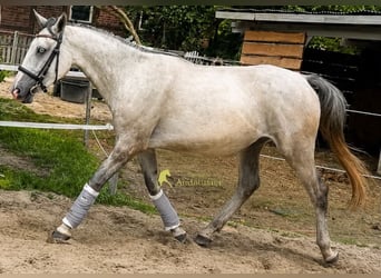 Lipizzaner, Wallach, 3 Jahre, 149 cm, Schimmel