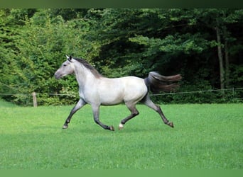 Lipizzaner, Wallach, 3 Jahre, 154 cm, Schimmel