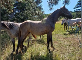 Lipizzaner, Wallach, 3 Jahre, 155 cm, Schimmel