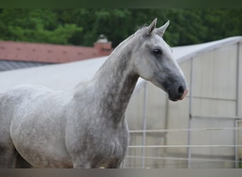 Lipizzaner, Wallach, 3 Jahre, 156 cm, Schimmel