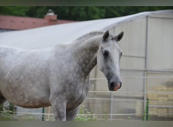 Lipizzaner, Wallach, 3 Jahre, 156 cm, Schimmel