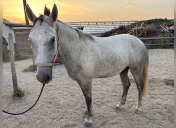 Lipizzaner, Wallach, 3 Jahre, 158 cm, Schimmel