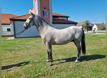 Lipizzaner, Wallach, 3 Jahre, 161 cm, Apfelschimmel