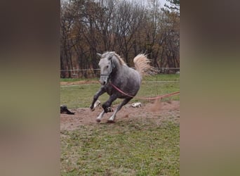 Lipizzaner, Wallach, 4 Jahre, 153 cm, Schimmel