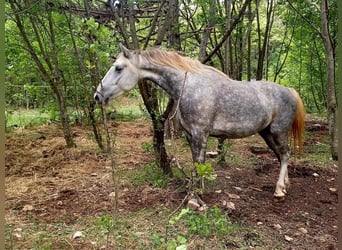 Lipizzaner, Wallach, 4 Jahre, 153 cm, Schimmel