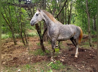 Lipizzaner, Wallach, 4 Jahre, 153 cm, Schimmel