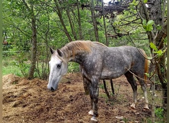 Lipizzaner, Wallach, 4 Jahre, 153 cm, Schimmel