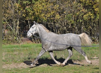 Lipizzaner, Wallach, 4 Jahre, 153 cm, Schimmel