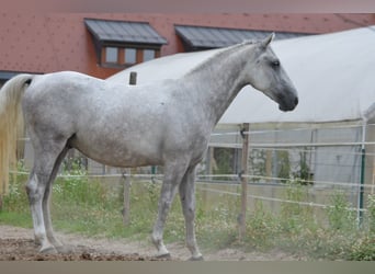 Lipizzaner, Wallach, 4 Jahre, 156 cm, Schimmel