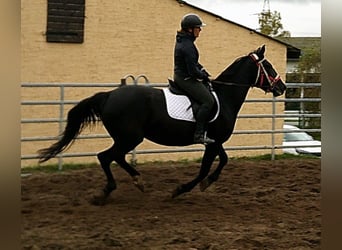 Lipizzaner Mix, Wallach, 4 Jahre, 158 cm, Apfelschimmel