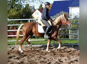 Lipizzaner Mix, Wallach, 4 Jahre, 158 cm, Apfelschimmel