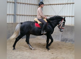Lipizzaner Mix, Wallach, 4 Jahre, 158 cm, Apfelschimmel