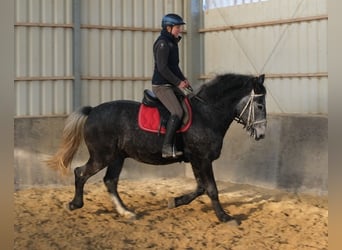 Lipizzaner, Wallach, 4 Jahre, 160 cm, Rappschimmel