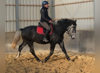 Lipizzaner, Wallach, 4 Jahre, 160 cm, Rappschimmel