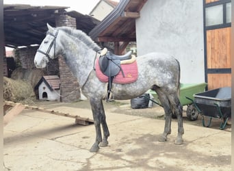 Lipizzaner, Wallach, 4 Jahre, 160 cm, Schimmel