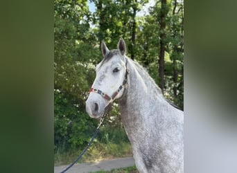 Lipizzaner, Wallach, 4 Jahre, 160 cm, Schimmel