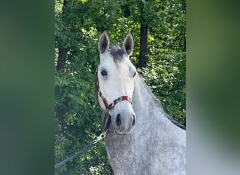 Lipizzaner, Wallach, 4 Jahre, 160 cm, Schimmel