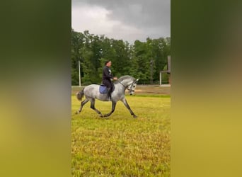 Lipizzaner, Wallach, 4 Jahre, 160 cm, Schimmel