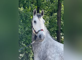 Lipizzaner, Wallach, 4 Jahre, 160 cm, Schimmel