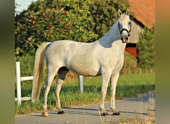 Lipizzaner, Wallach, 4 Jahre, 161 cm, Schimmel