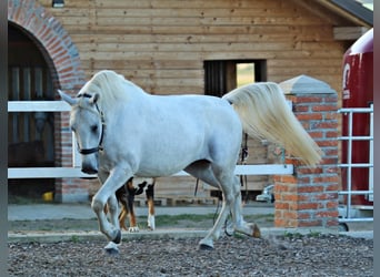 Lipizzaner, Wallach, 4 Jahre, 161 cm, Schimmel