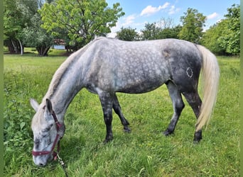 Lipizzaner, Wallach, 4 Jahre, 162 cm, Kann Schimmel werden