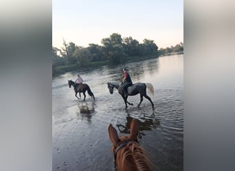 Lipizzaner, Wallach, 4 Jahre, 162 cm, Kann Schimmel werden