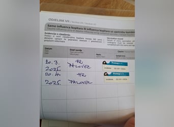 Lipizzaner, Wallach, 4 Jahre, 162 cm, Kann Schimmel werden