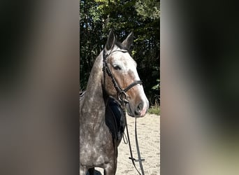 Lipizzaner, Wallach, 4 Jahre, 164 cm, Schimmel