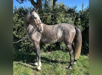 Lipizzaner, Wallach, 4 Jahre, 164 cm, Schimmel