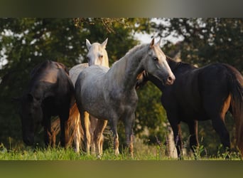 Lipizzaner, Wallach, 5 Jahre, 147 cm, Schimmel