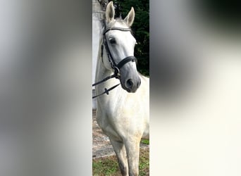 Lipizzaner, Wallach, 5 Jahre, 150 cm, Schimmel