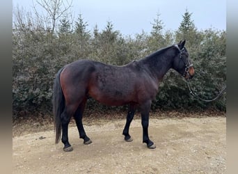 Lipizzaner, Wallach, 5 Jahre, 155 cm, Brauner
