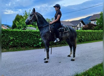 Lipizzaner, Wallach, 5 Jahre, 158 cm, Apfelschimmel