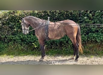 Lipizzaner, Wallach, 5 Jahre, 158 cm, Braunfalbschimmel