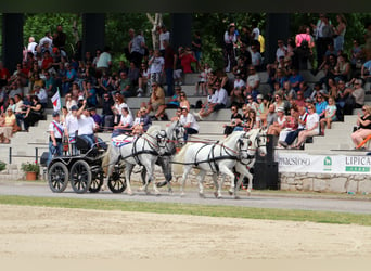 Lipizzaner, Wallach, 5 Jahre, 162 cm, Schimmel