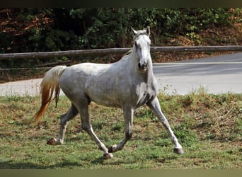 Lipizzaner, Wallach, 5 Jahre, 162 cm, Schimmel