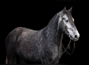Lipizzaner, Wallach, 5 Jahre, 163 cm, Apfelschimmel