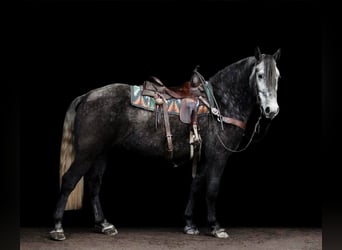 Lipizzaner, Wallach, 5 Jahre, 163 cm, Apfelschimmel