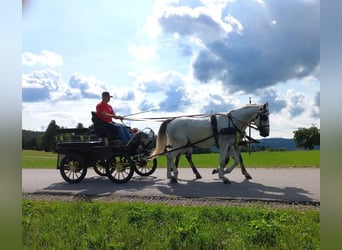 Lipizzaner, Wallach, 5 Jahre, 163 cm, Schimmel