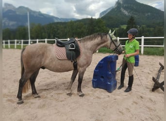 Lipizzaner, Wallach, 6 Jahre, 149 cm, Rotschimmel