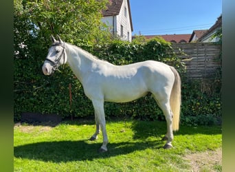 Lipizzaner, Wallach, 6 Jahre, 153 cm, Schimmel