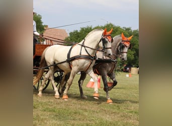 Lipizzaner, Wallach, 6 Jahre, 155 cm, Schimmel