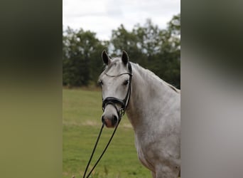 Lipizzaner, Wallach, 6 Jahre, 163 cm, Kann Schimmel werden