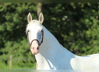 Lipizzaner, Wallach, 6 Jahre, 163 cm, Schimmel