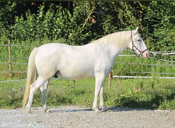 Lipizzaner, Wallach, 6 Jahre, 163 cm, Schimmel