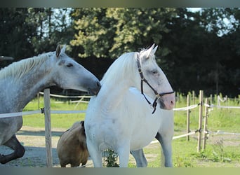 Lipizzaner, Wallach, 6 Jahre, 163 cm, Schimmel